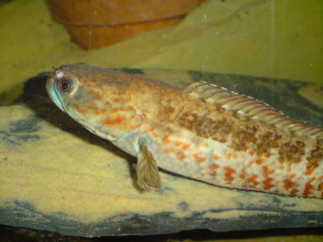DSC00021.jpg