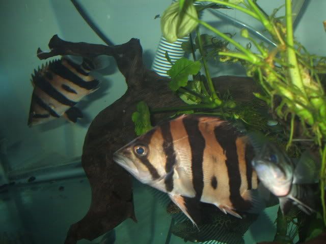DSCF1656.jpg