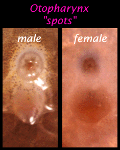 xospots.gif