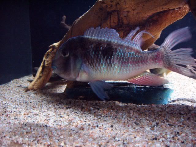 bluelips1.jpg