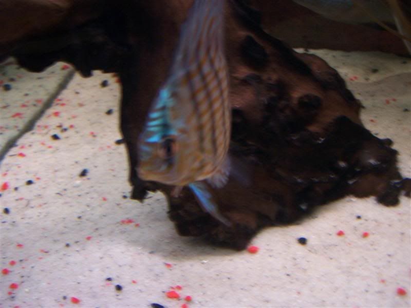 discus2.jpg