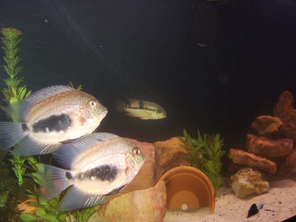 fish036.jpg