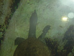 4145303398_94ff6c659b_m.jpg