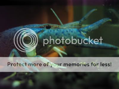 crayfish001.jpg
