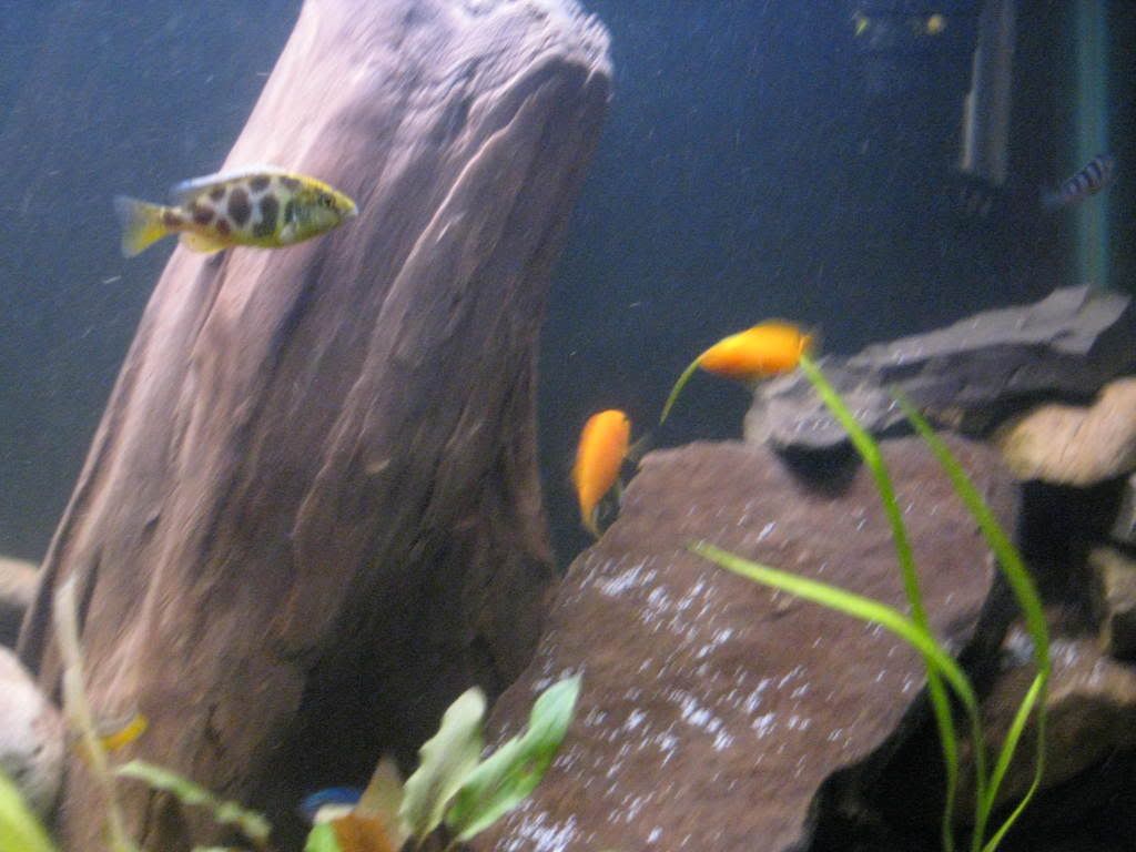 IMG_1042.jpg