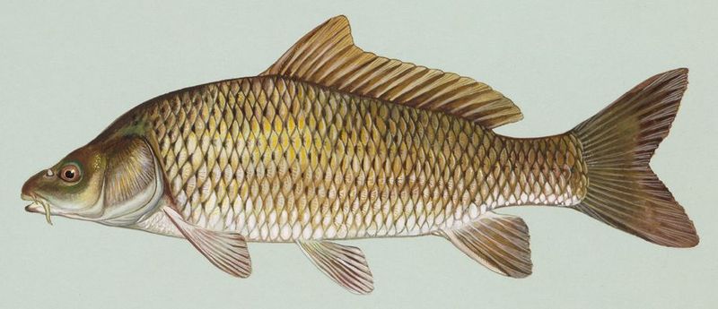 800px-Common_carp.jpg