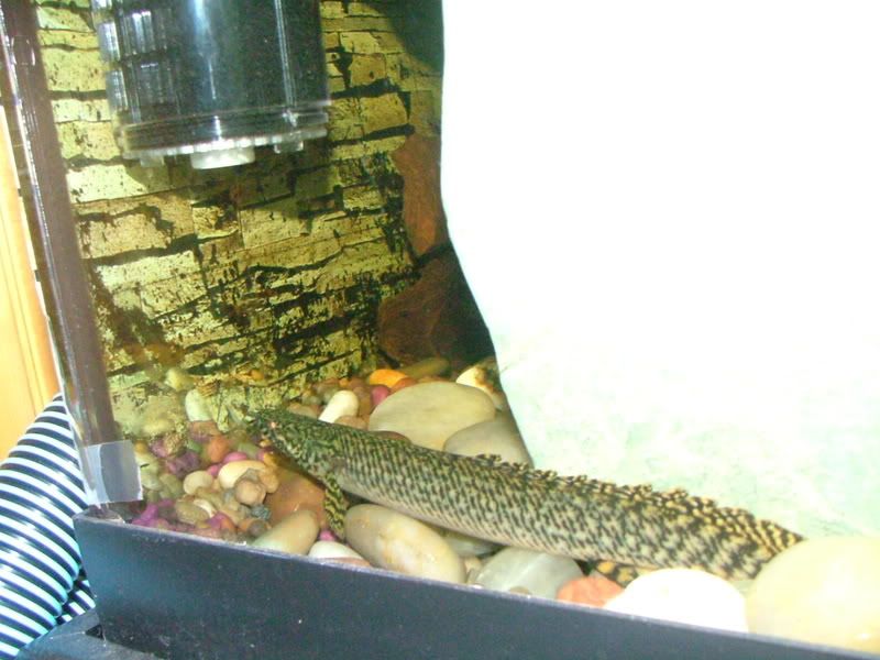 ornatebichir.jpg