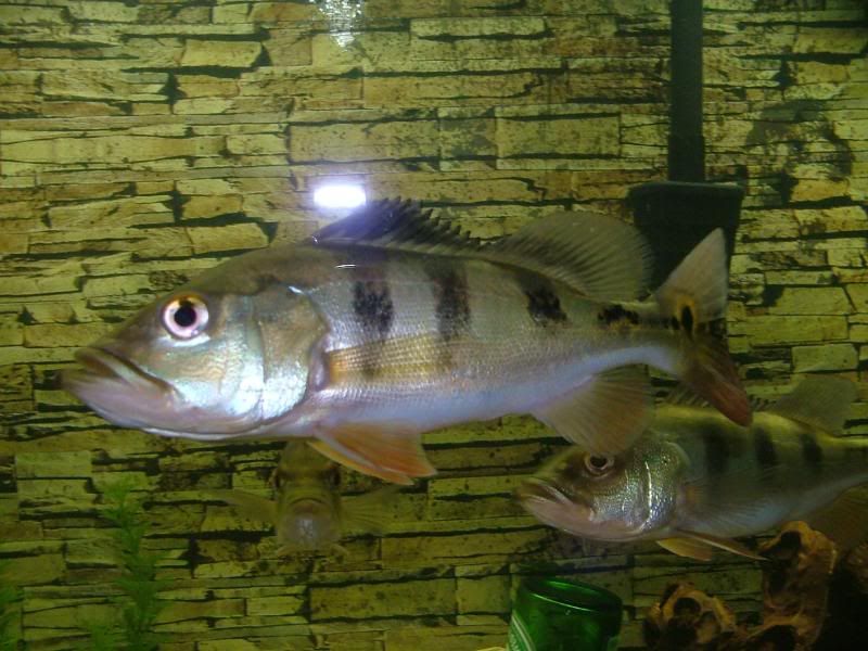 DSCF4610.jpg