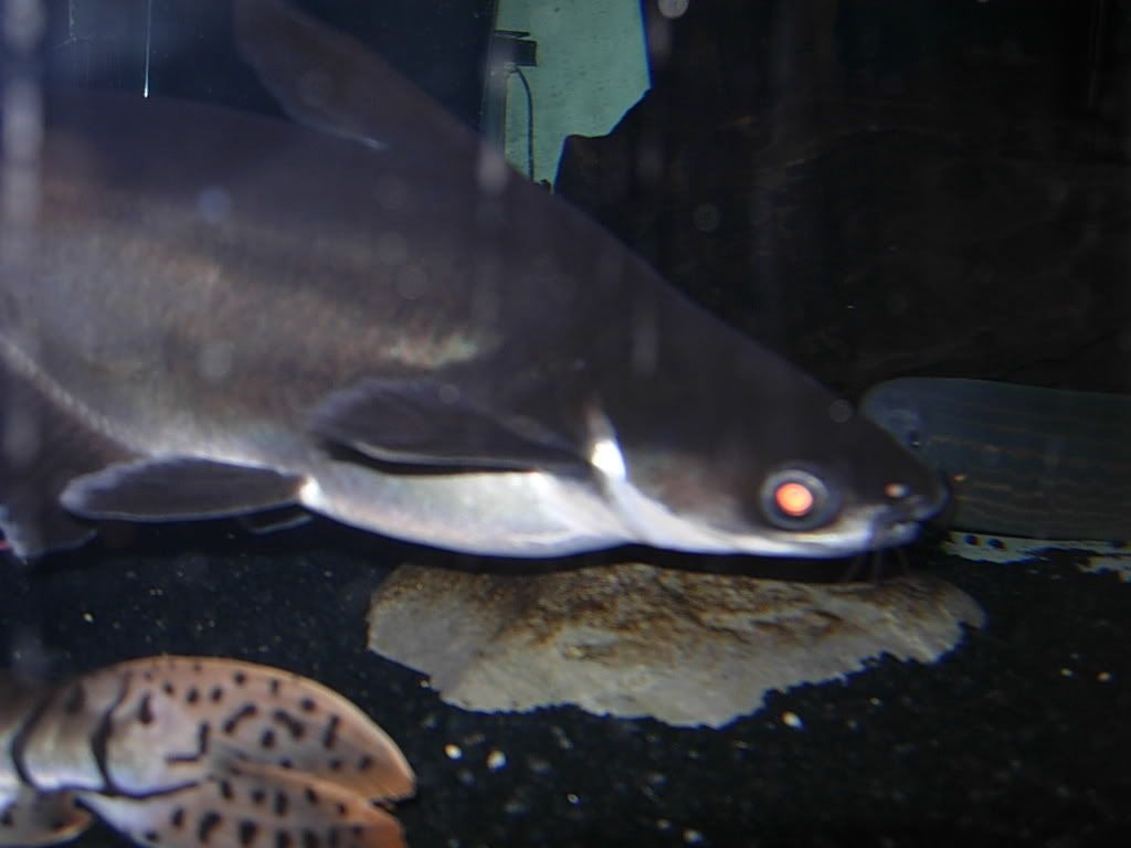 peacockbassautopsy011.jpg