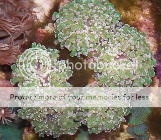 branching_frogspawn.jpg