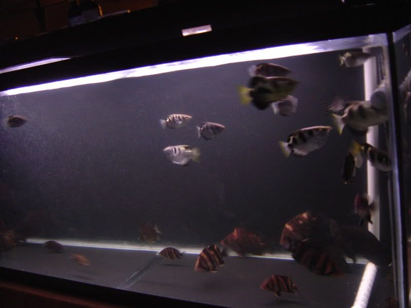 7-18-08040.jpg