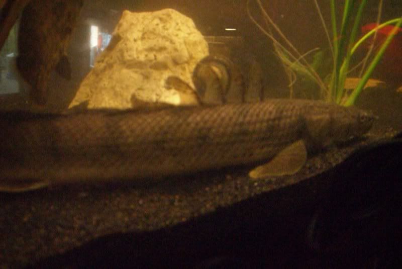 Medusa.jpg