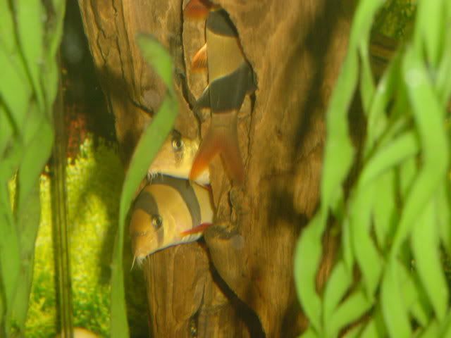 ClownLoachTrio01.jpg