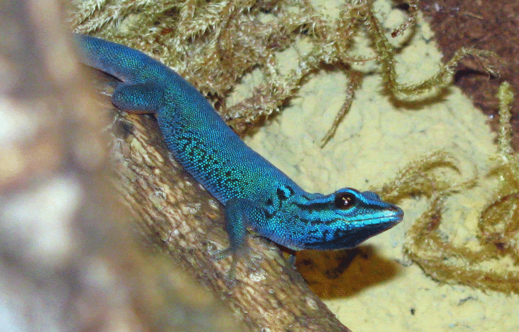 L-williamsi--Male3.gif
