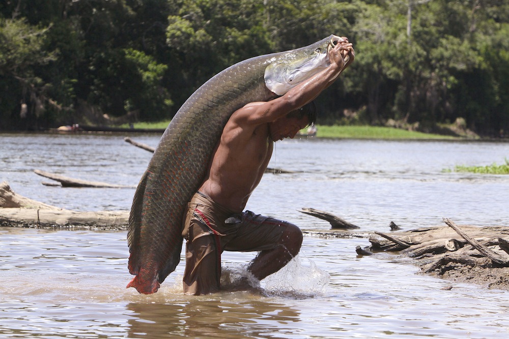 arapaima-amazon.jpeg