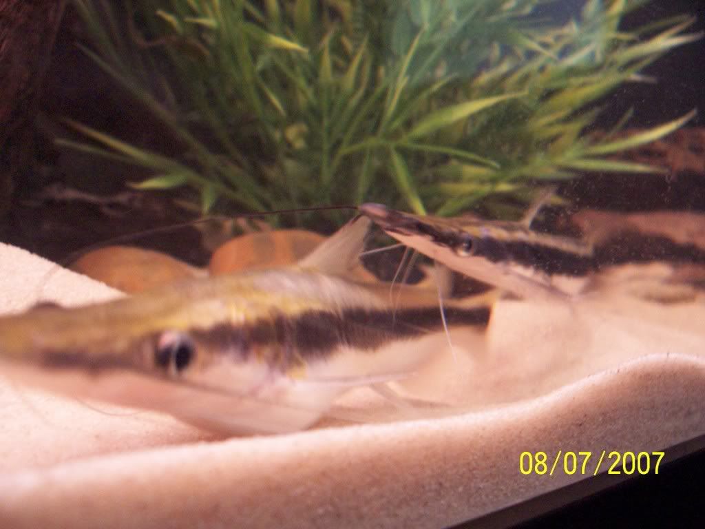 Fish017.jpg