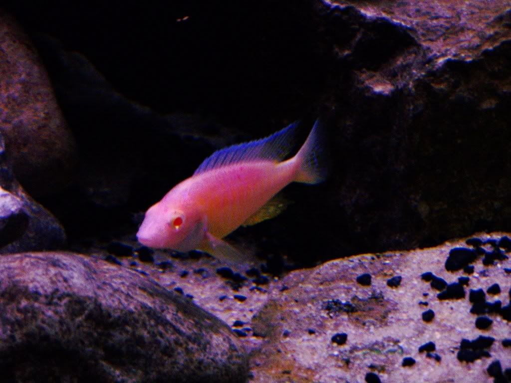 holdingfemalewhitespot013.jpg