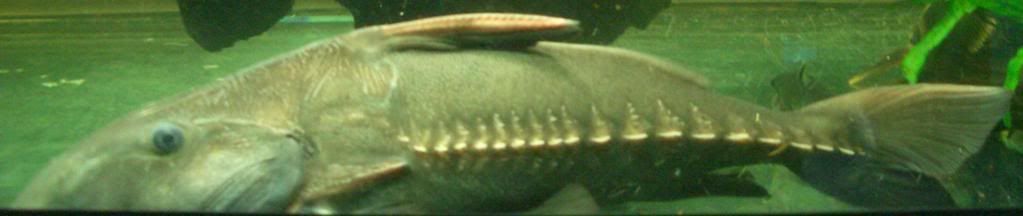 CIMG6795.jpg