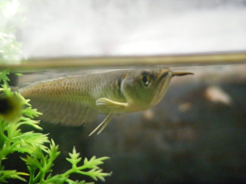 Arowana002.jpg