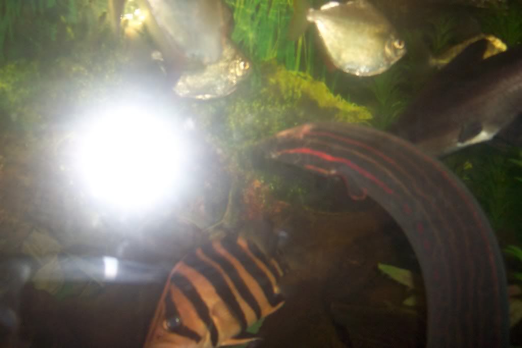 100_2733.jpg
