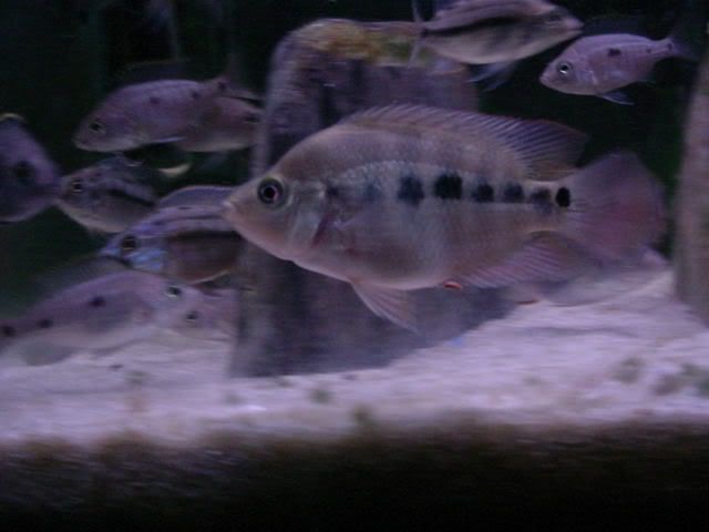 1120062amphilophusamarilla.jpg