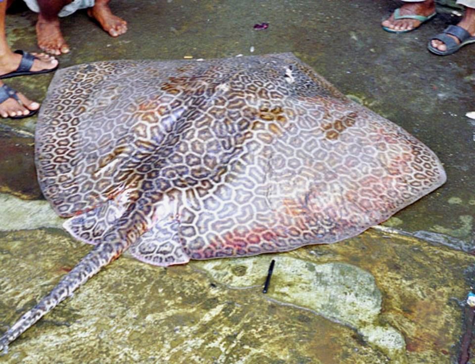 Himantura_tutul_zpsdb583cc7.jpg