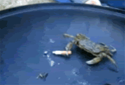 smoking-crab.gif