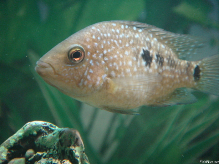 e2ftg558_DSC04701.JPG