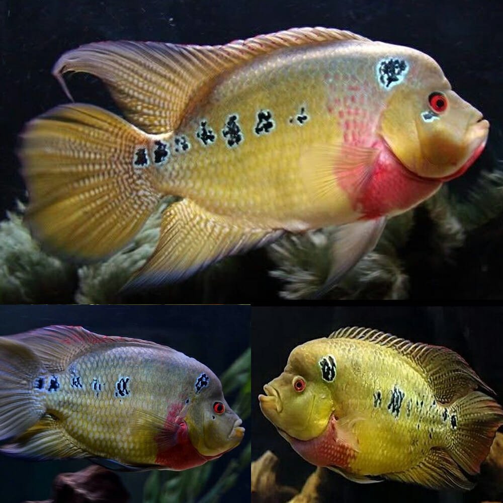 aquariumfishonline.com.au