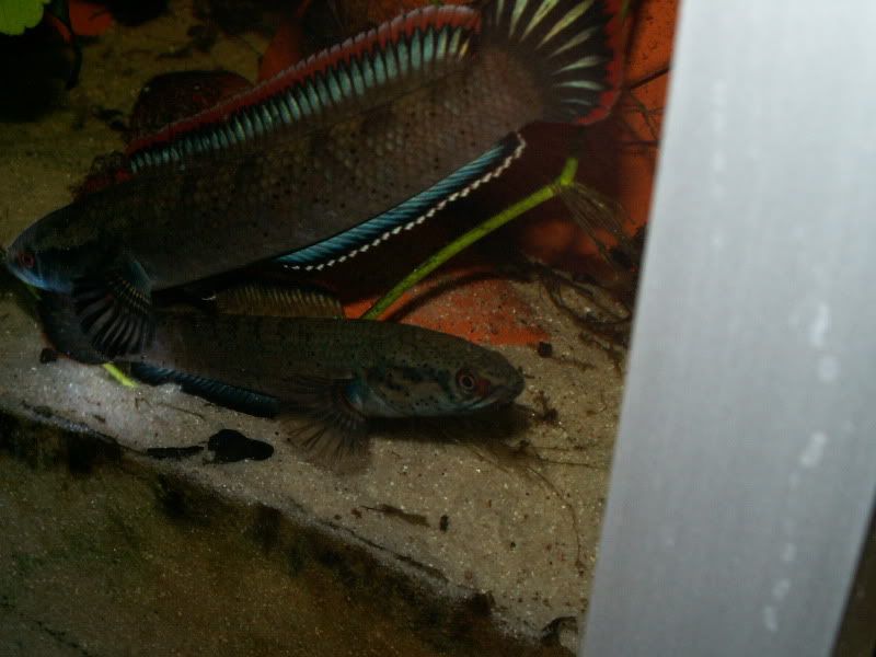 PICT0129.jpg