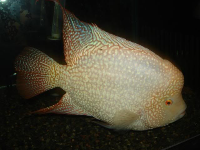 DSC00079.jpg
