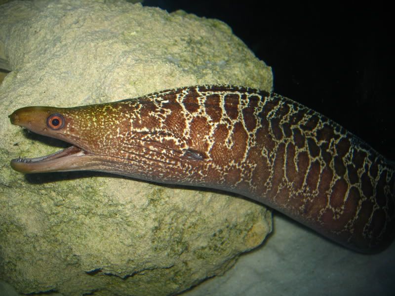 moray3-1.jpg