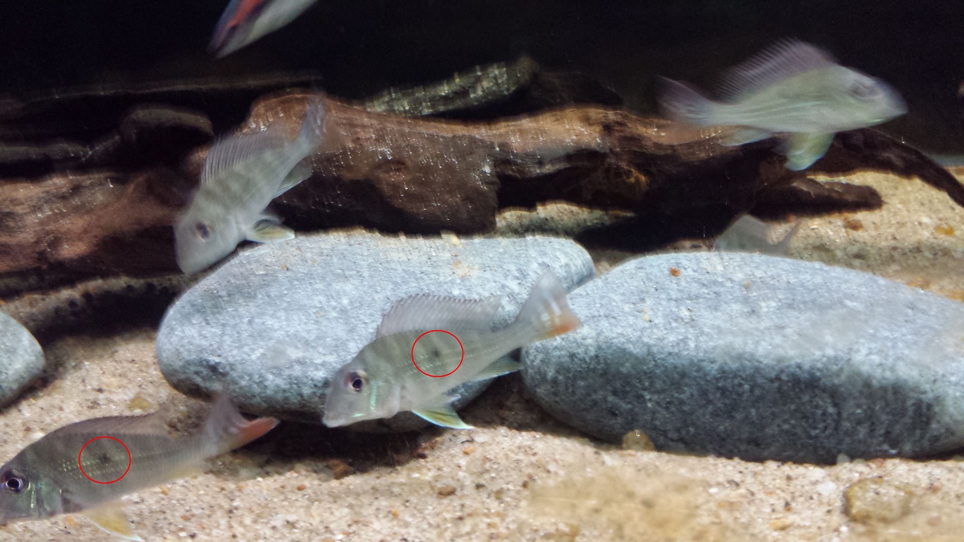 20141124_202623_zps6845dff2.jpg