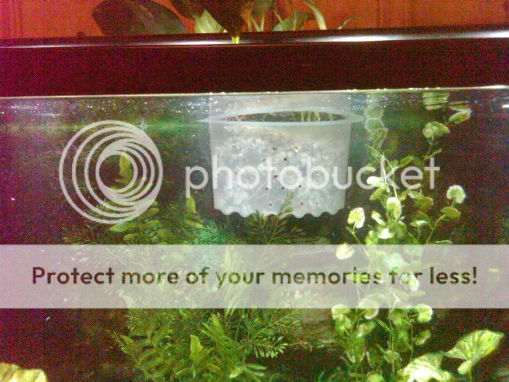 IMG00144-20110128-0801.jpg