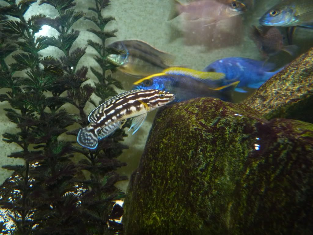 P1020429.jpg