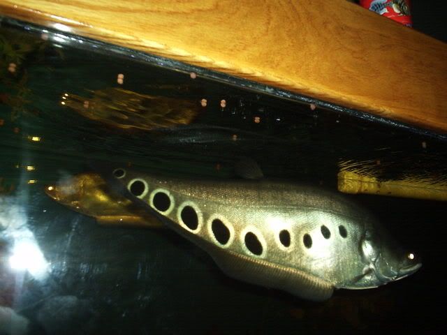 fish091.jpg