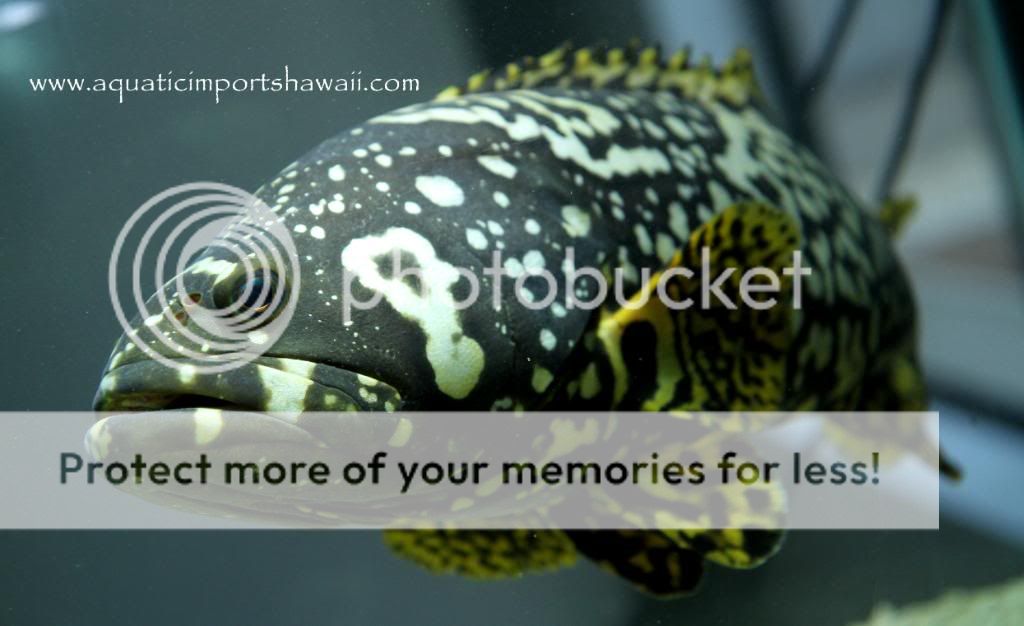 bumblebeegrouperfish.jpg
