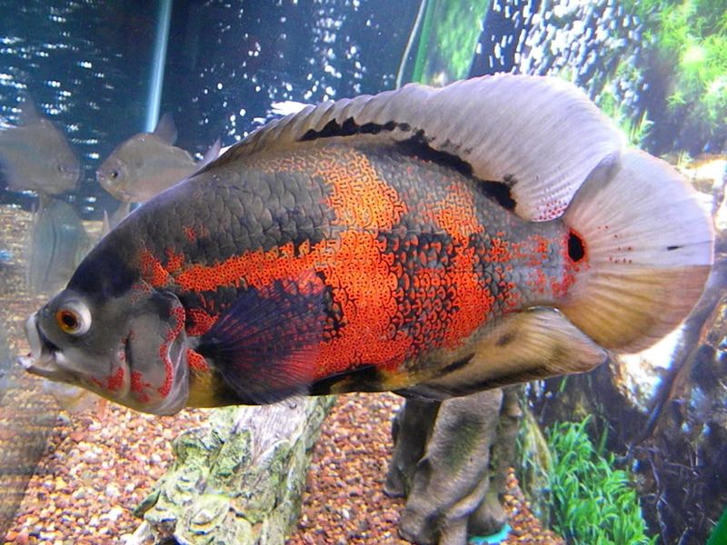 Fish062.jpg