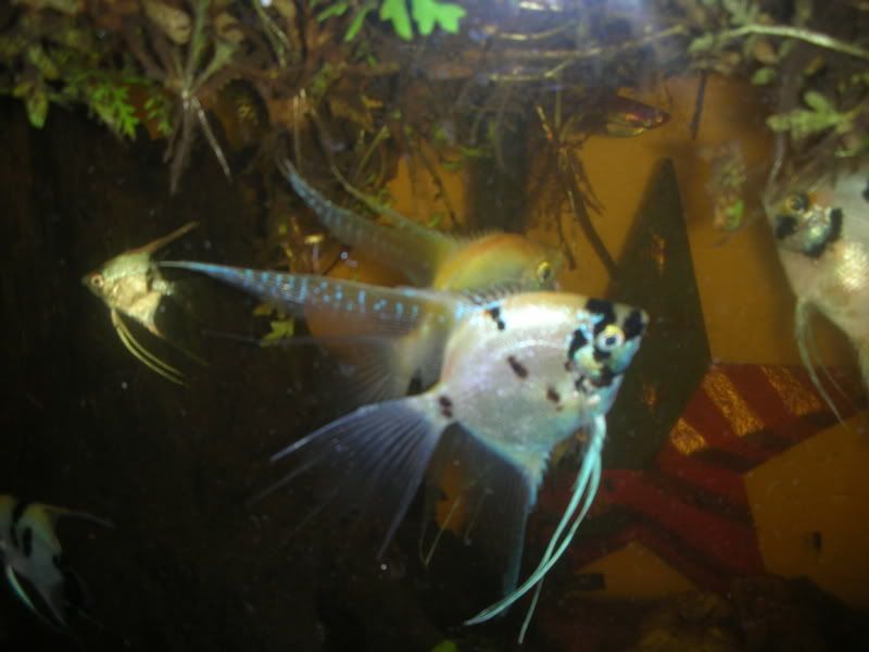 FISH005.jpg