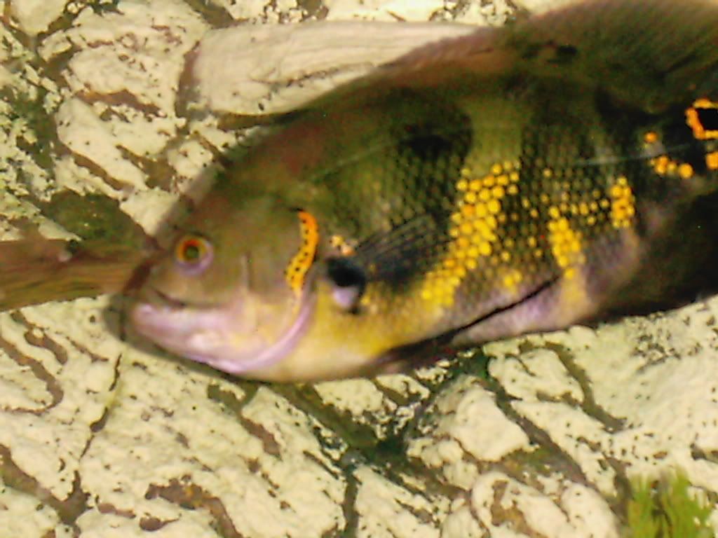 pets022.jpg
