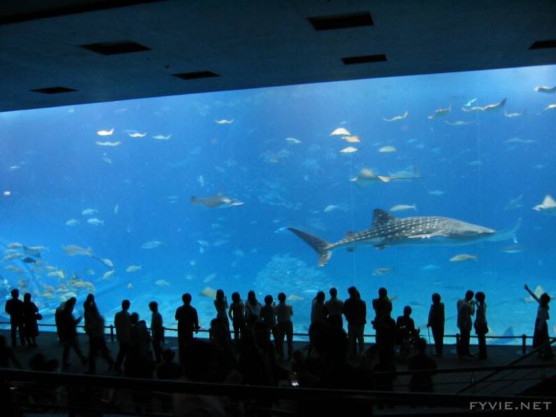 oceanarium.jpg