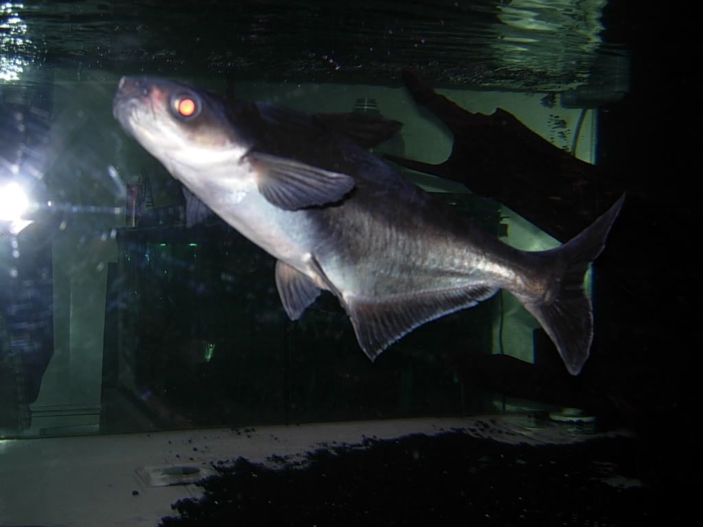 jaws012.jpg