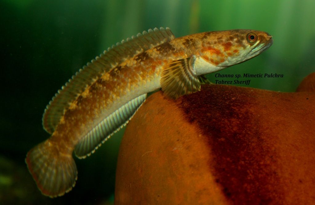 CMimeticPulchra.jpg