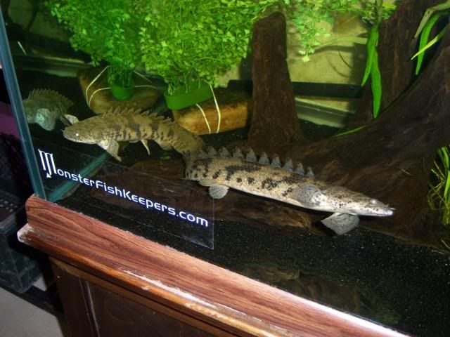 NEWGAR031.jpg