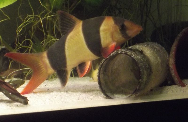 ClownLoach_zps73158234.jpg