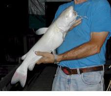albino-catfishblue-b.jpg