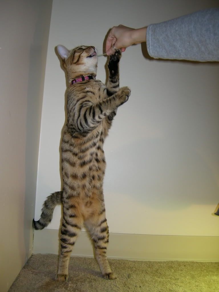 DSCN4403.jpg