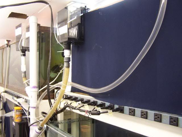 fishwall068.jpg