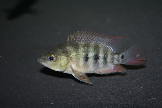 27394e35.jpg