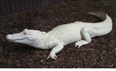 albino-alligator-b.jpg